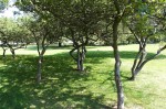 stadsparken_11